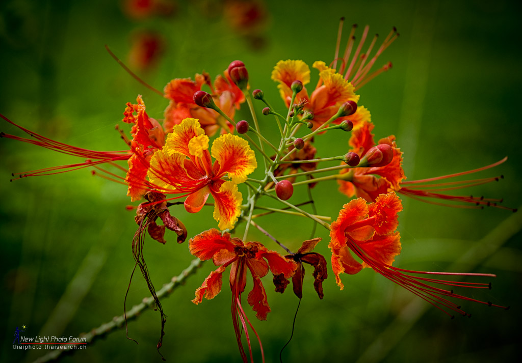 yell-red-1.jpg