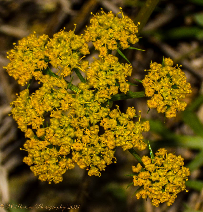 Yelllow Wildflowers 4-5-2017.jpg
