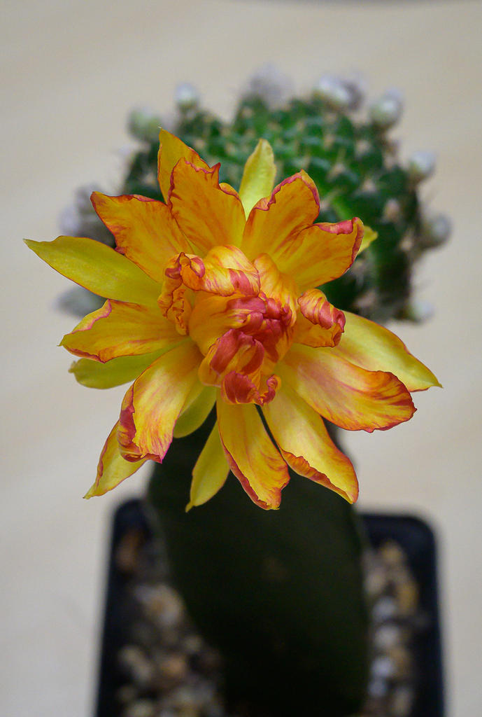 yellorange-1.jpg