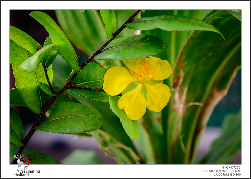 yellow-1.jpg