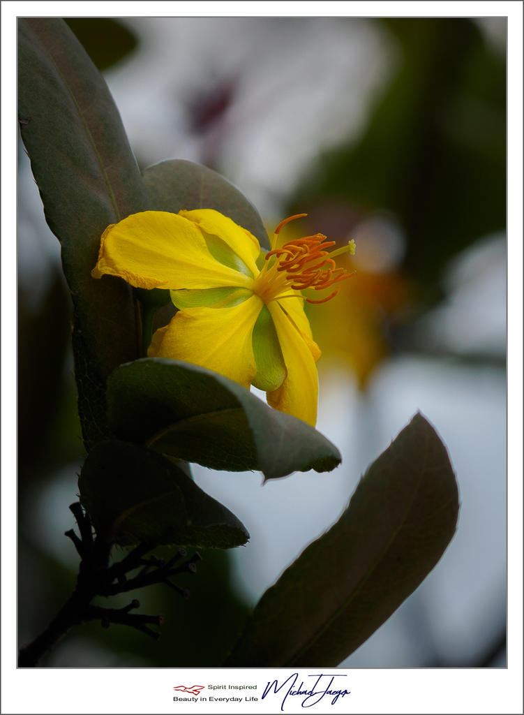 yellow-1.jpg