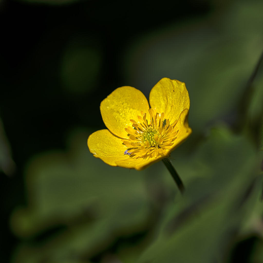 Yellow 2.jpg