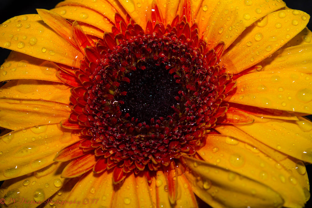 Yellow and Orange Gerbera Daisy #2 2-21-2017.jpg