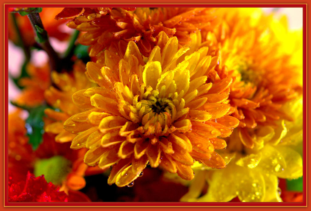 Yellow and Orange Mum.jpg