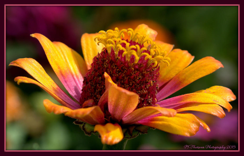 Yellow and Purple Zinnia 8-29-15.jpg