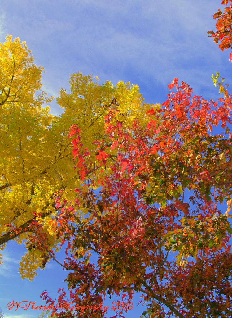 Yellow and Red Autumn Tree 10-12-2016.jpg