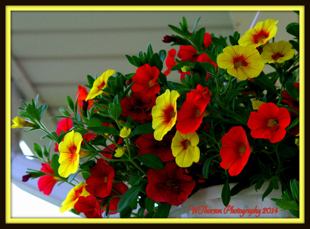 Yellow and Red Petunias.jpg