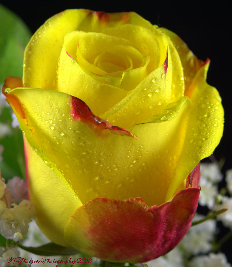 Yellow and Red Rose #2 7-28-2016.jpg
