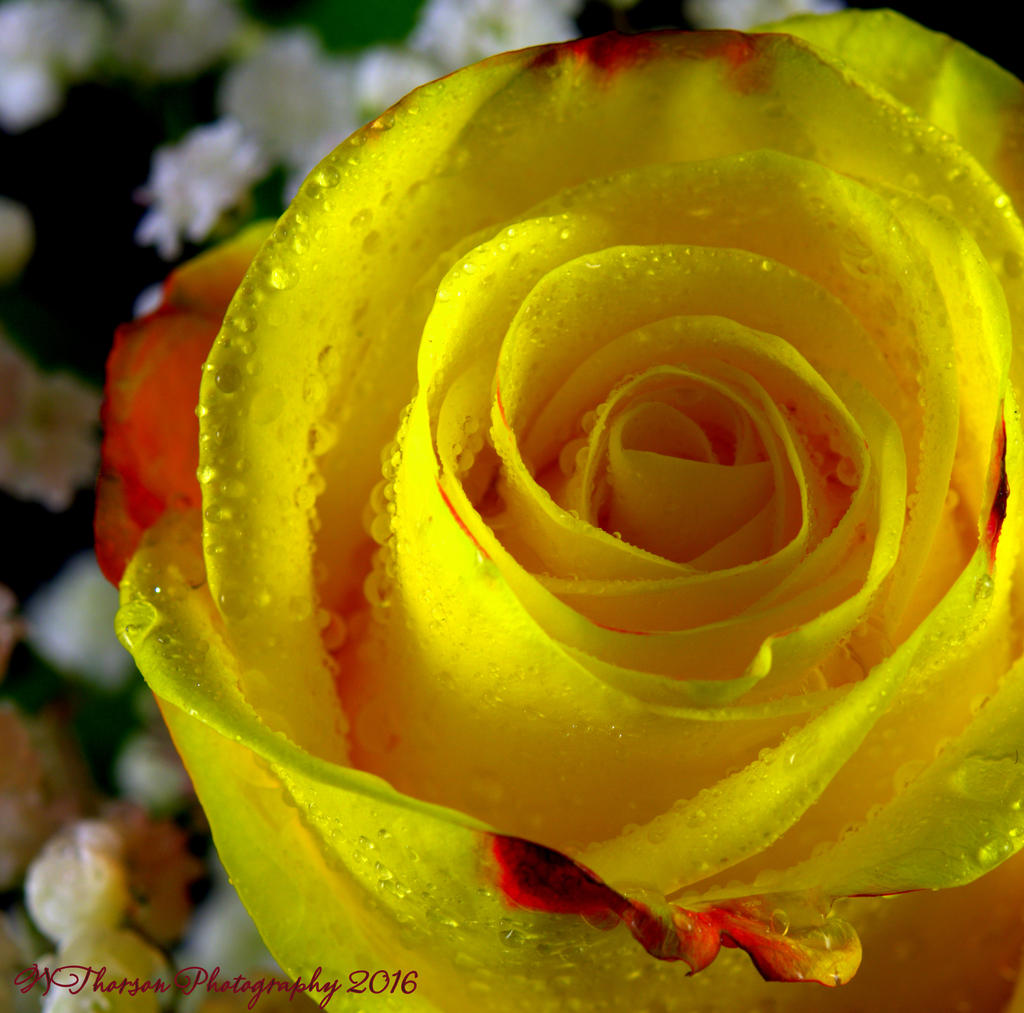 Yellow and Red Rose #3 7-28-2016.jpg