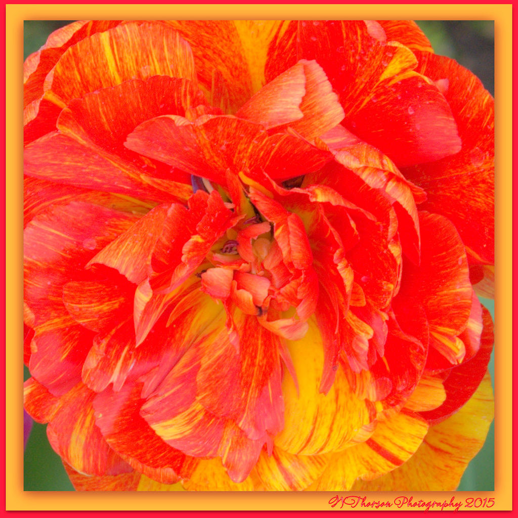 Yellow and Red Tulip.jpg