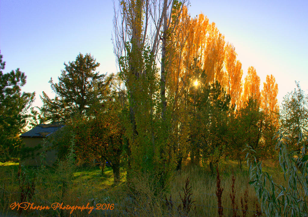 Yellow Autumn Leaves #1 10-31-2016.jpg