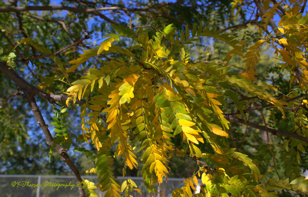 Yellow Autumn Leaves 10-7-2016.jpg