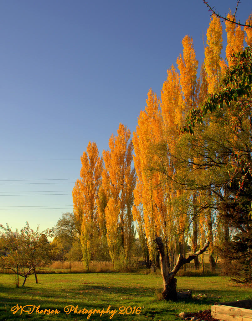 Yellow Autumn Leaves #2 10-31-2016.jpg