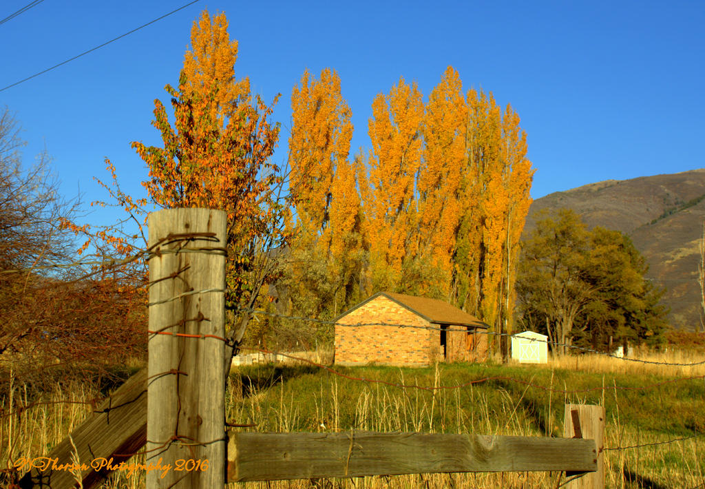 Yellow Autumn Leaves #3 10-31-2016.jpg