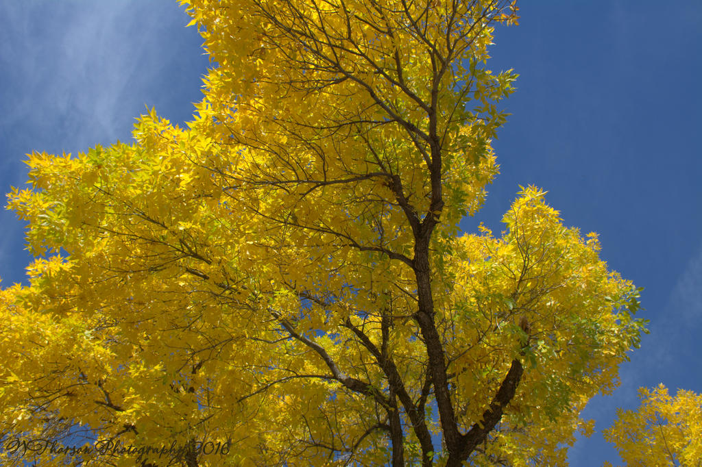 Yellow Autumn Tree 10-12-2016.jpg