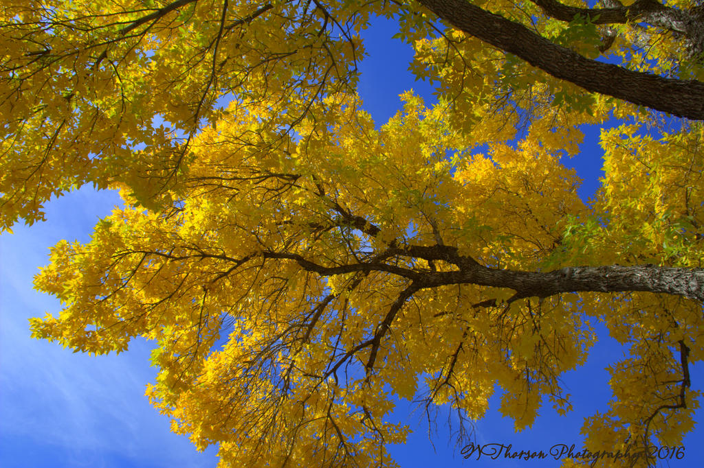 Yellow Autumn Tree  #2 10-12-2016.jpg