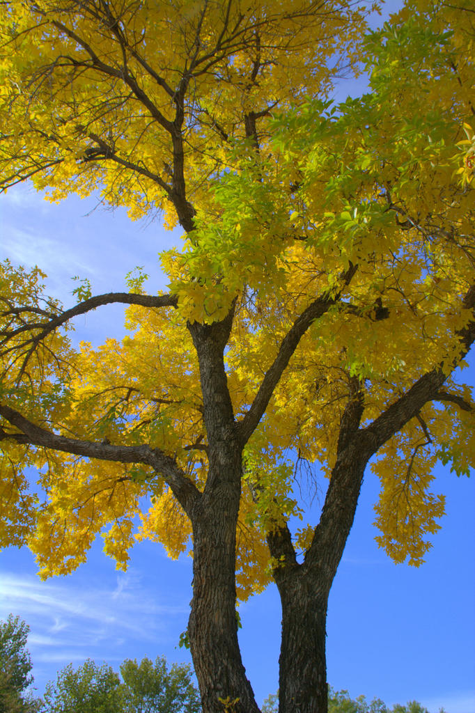Yellow Autumn Tree #3 10-12-2016.jpg