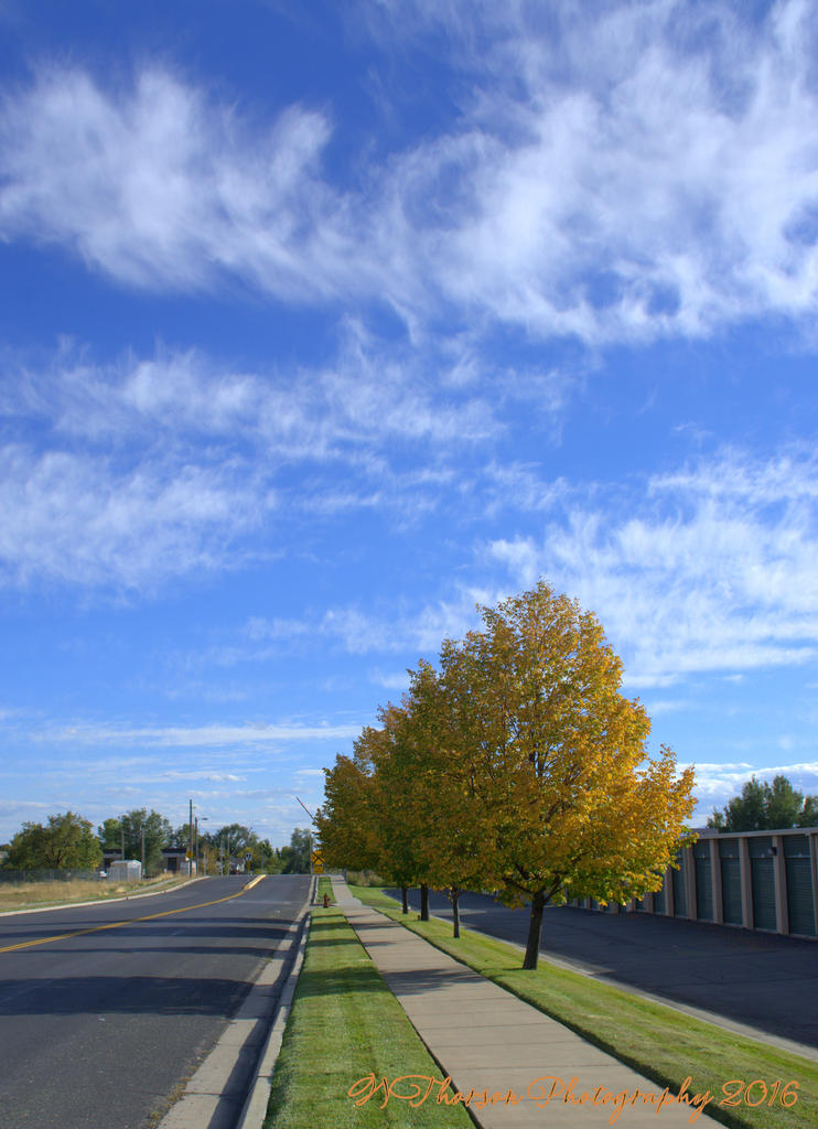 Yellow Autumn Tree's 10-4-2016.jpg