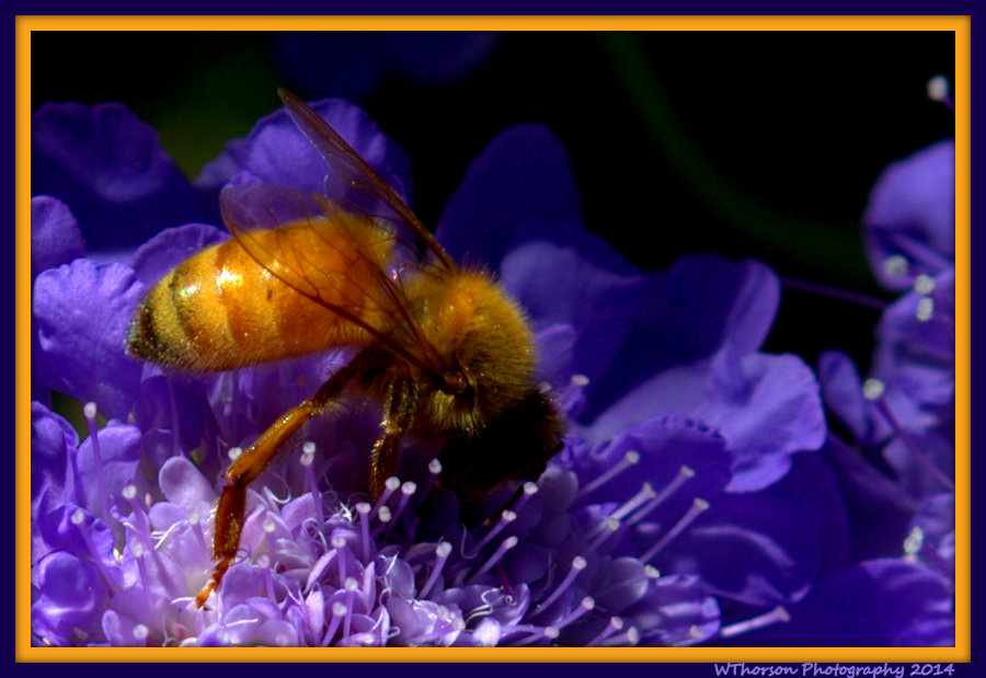 Yellow Bee Close Up.jpg
