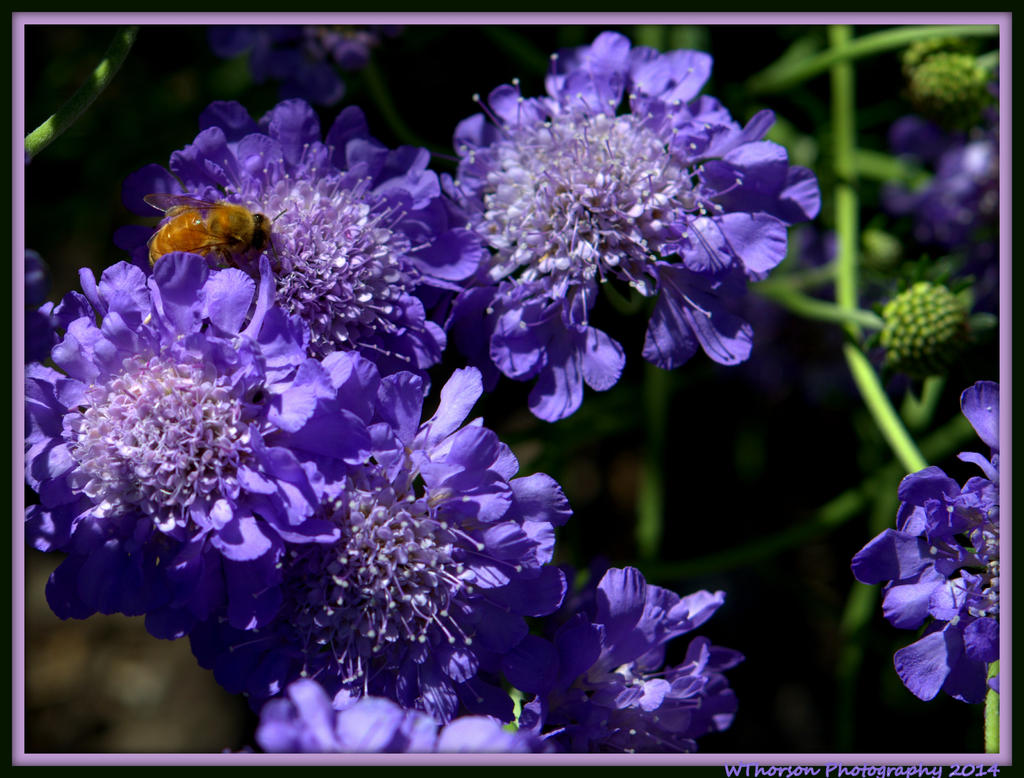 Yellow Bee in Purple Button Flowers.jpg
