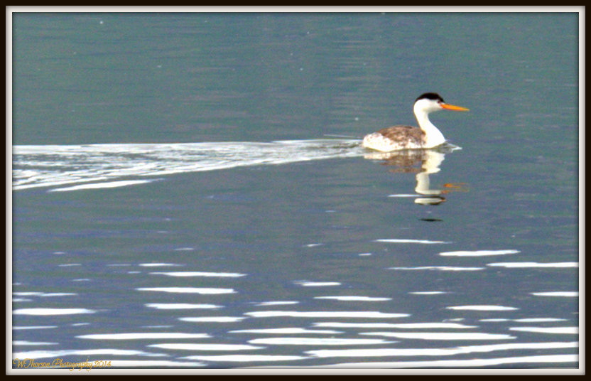 Yellow Billed Bird.jpg