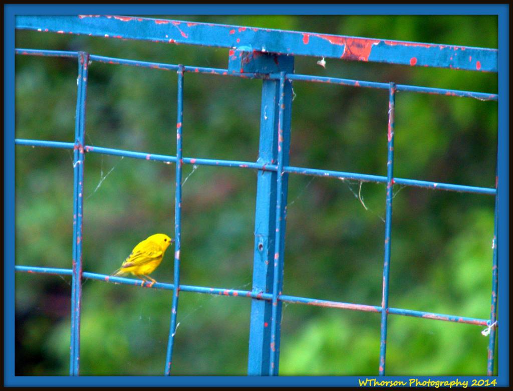Yellow Bird on Blue Fence.jpg