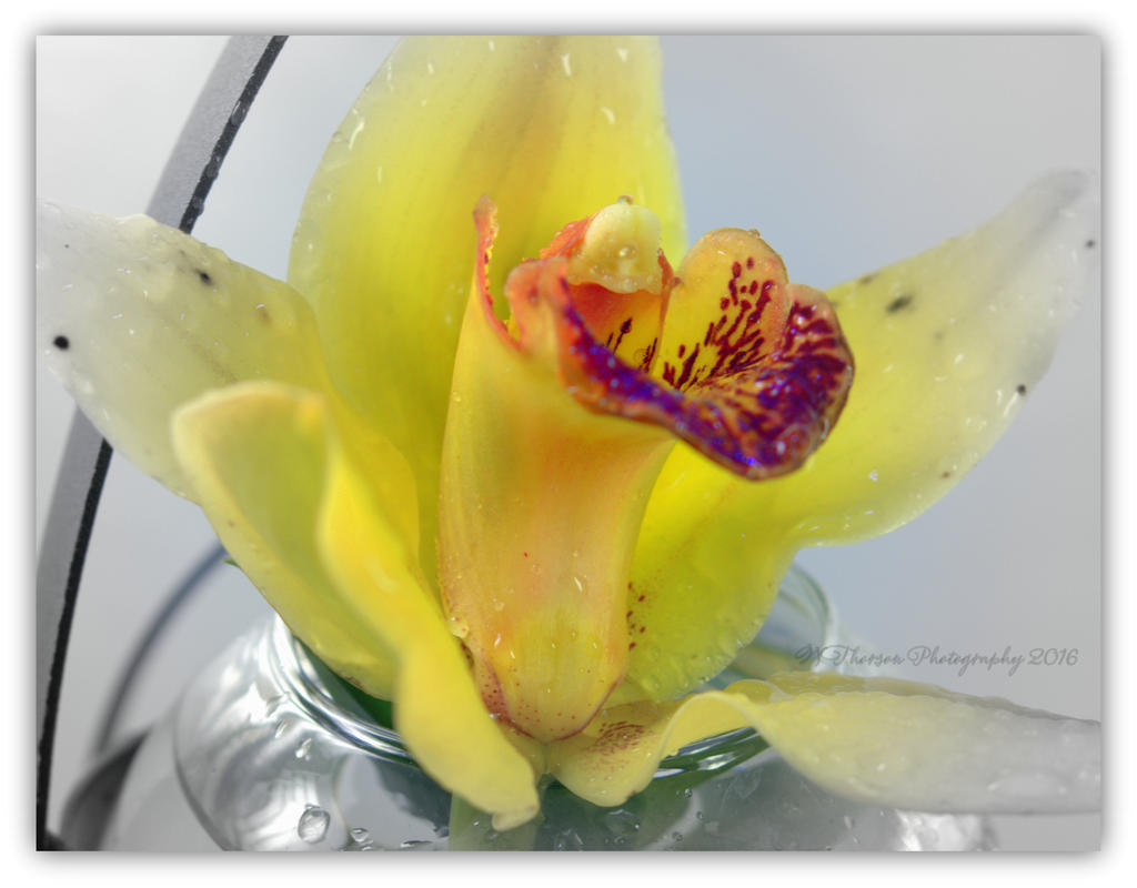 Yellow Black and White Orchid 3-15-2016.jpg