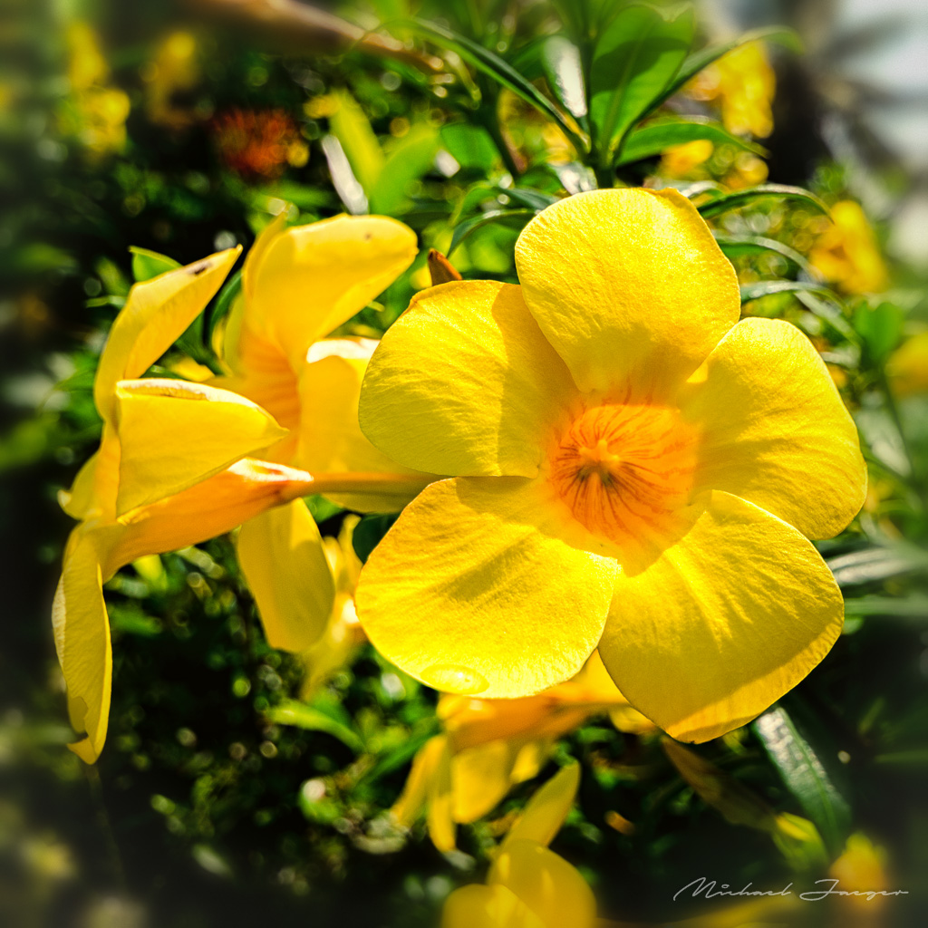 yellow-blossom1-1.jpg