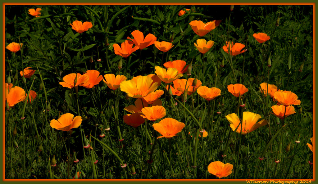 Yellow Buttercups.jpg
