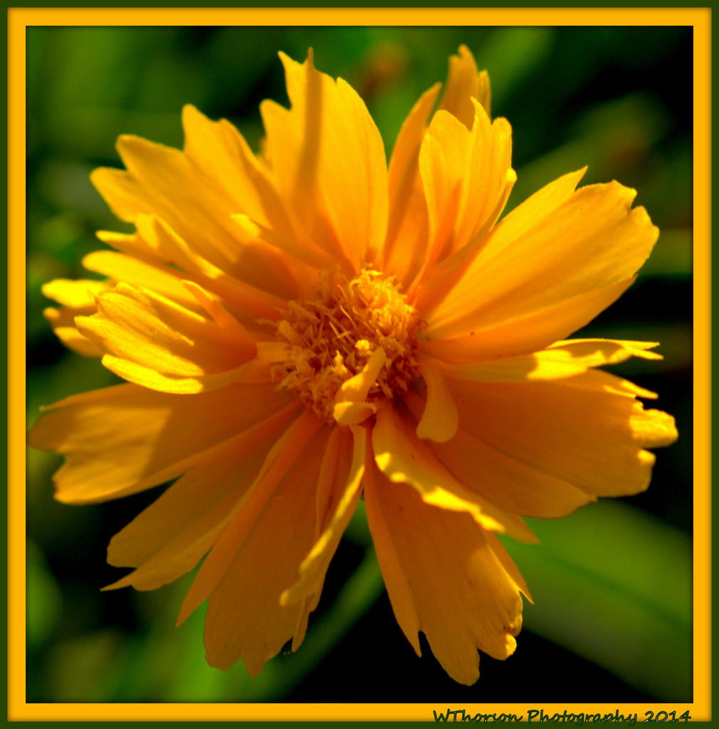 Yellow Button Flower.jpg