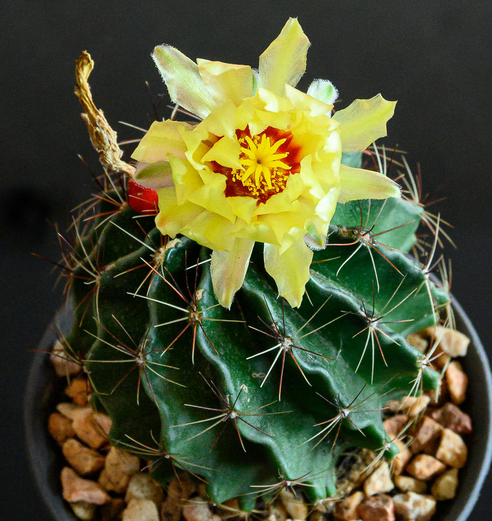 yellow-cactus-1.jpg