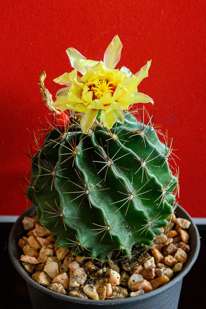 yellow-cactus-2.jpg