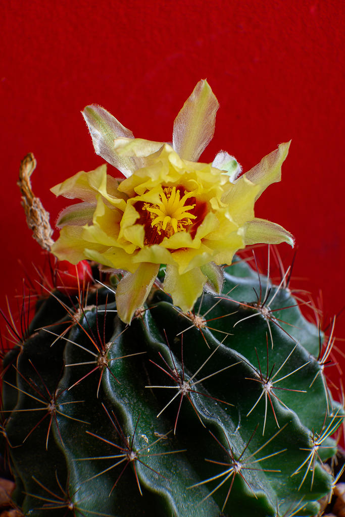 yellow-cactus-4.jpg