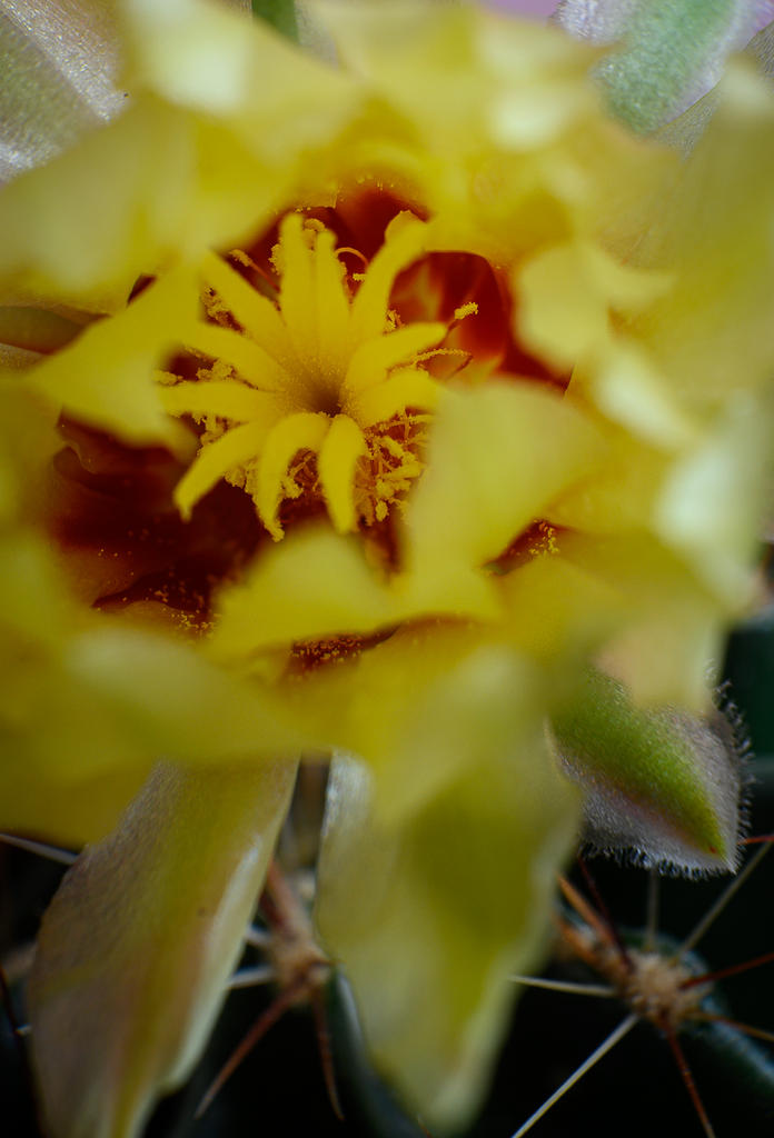 yellow-cactus-5.jpg