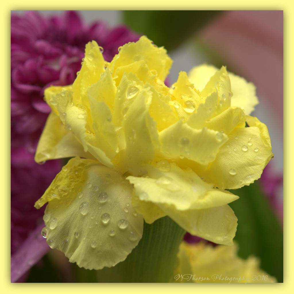 Yellow Carnation 4-5-2016.jpg