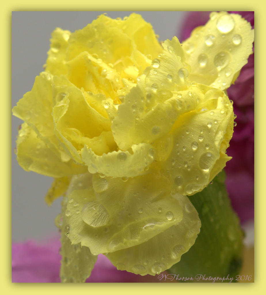 Yellow Carnation Close Up 4-5-2016.jpg