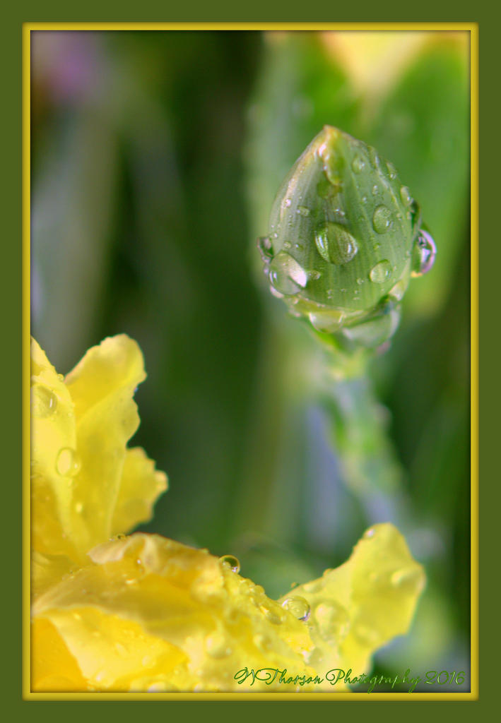Yellow Carnation with Bud 3-11-2016.jpg