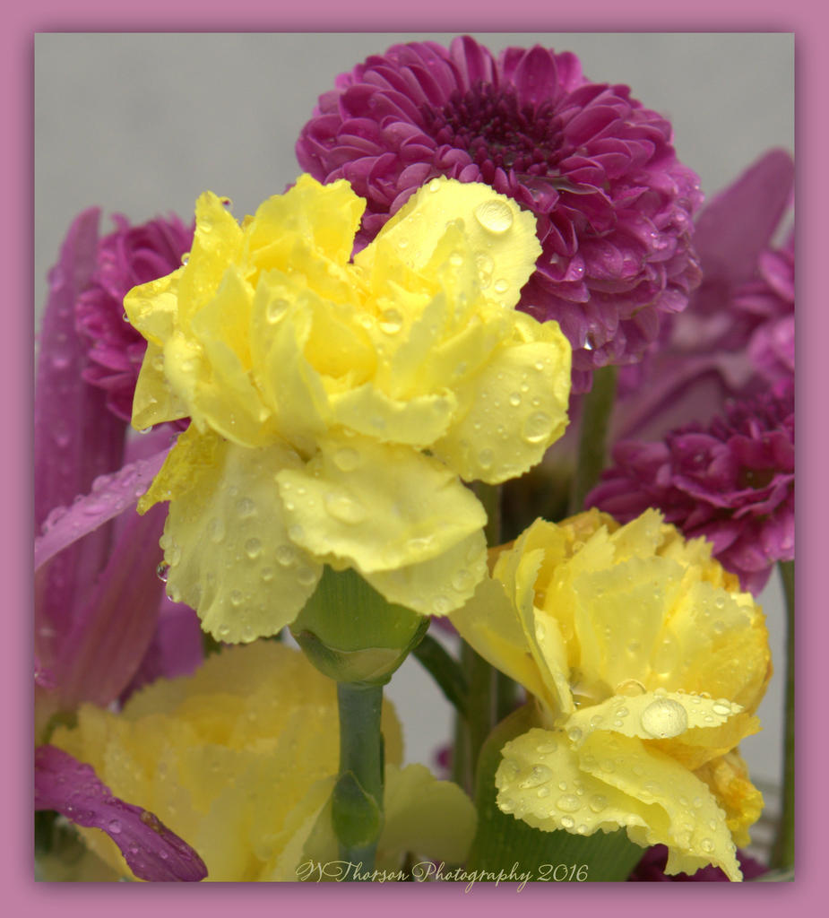 Yellow Carnations and Purple Flowers Close Up 4-5-2016.jpg