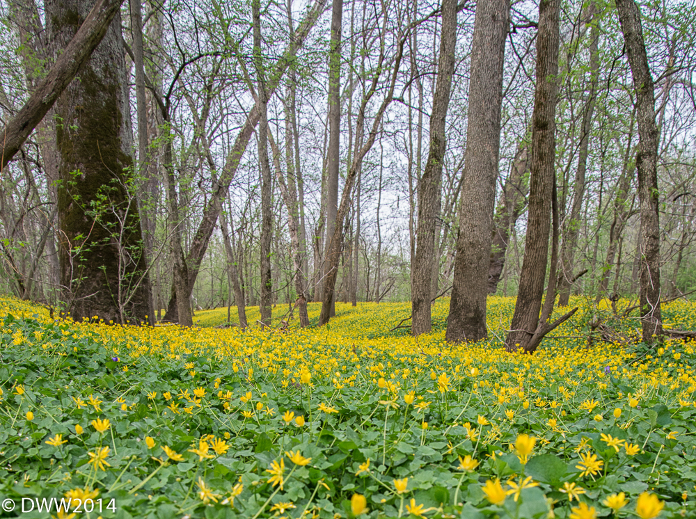yellow carpet (1 of 1).jpg