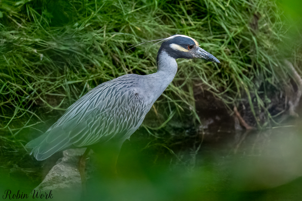 Yellow Crowned Night Heron-.jpg