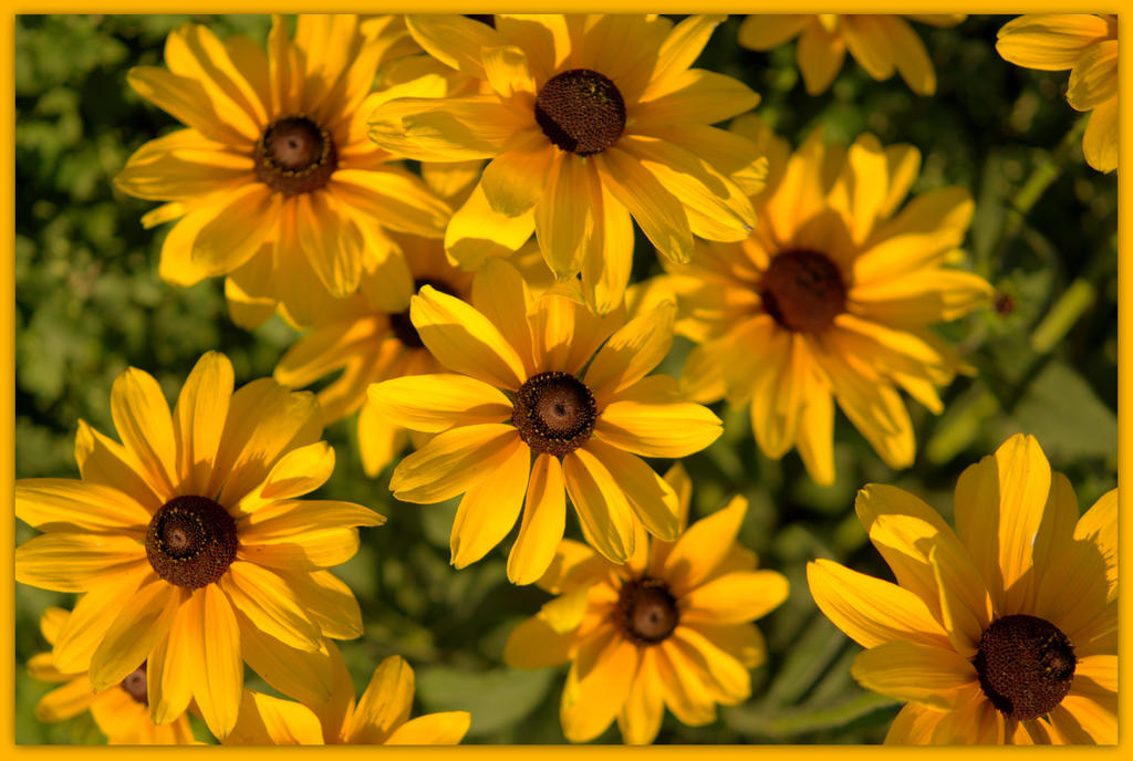 Yellow Daisies.jpg