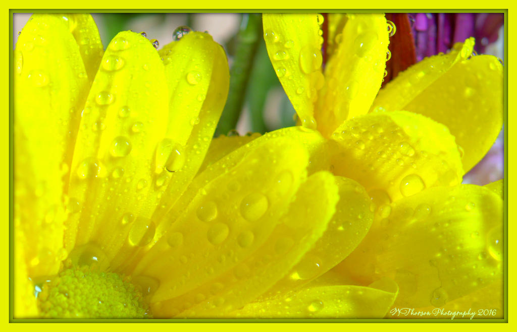 Yellow Daisy 1-24-2016.jpg