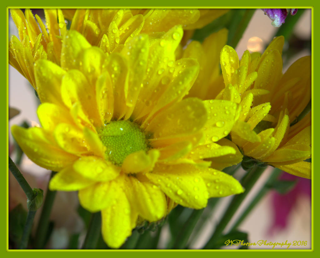 Yellow Daisy 1-29-2016.jpg