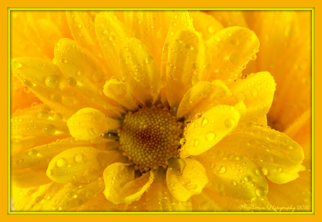 Yellow Daisy 2-5-2016.jpg