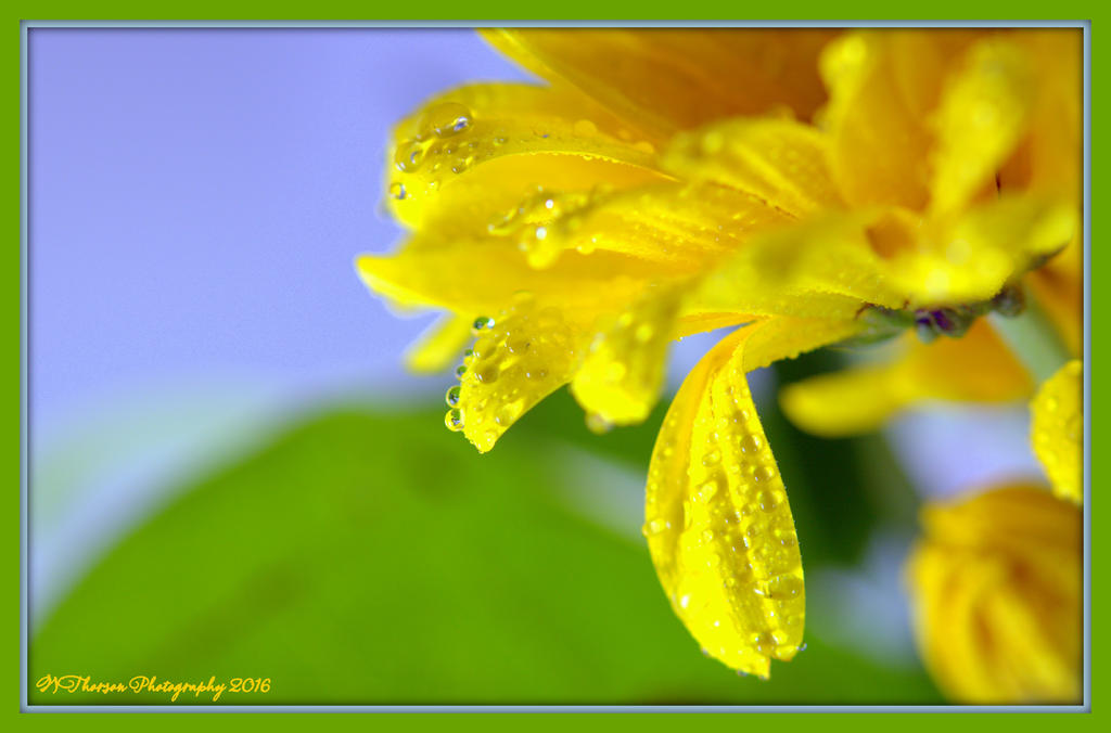 Yellow Daisy Close Up 3-11-2016.jpg