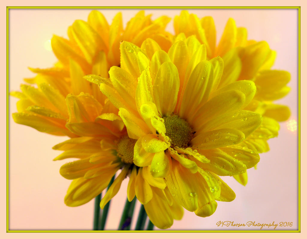 Yellow Dasies 2-5-2015.jpg