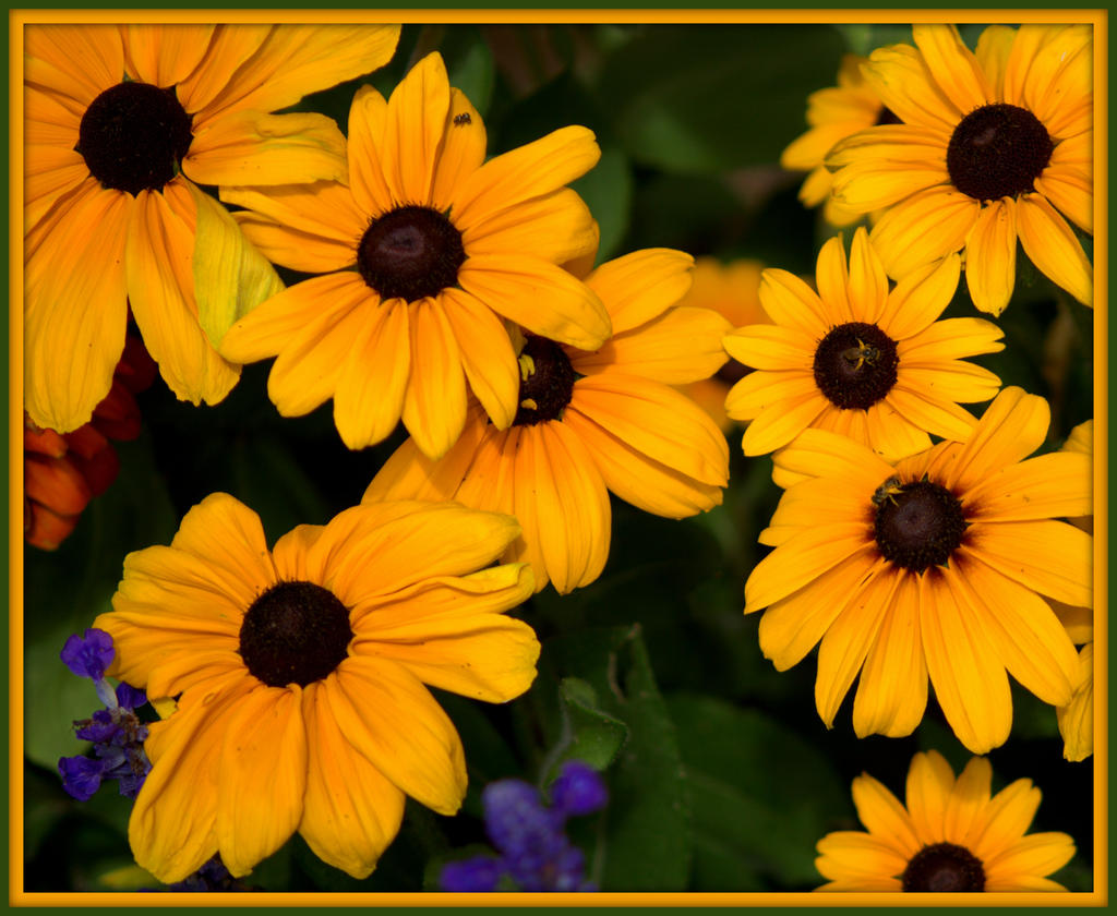 Yellow Dasies with Bees.jpg