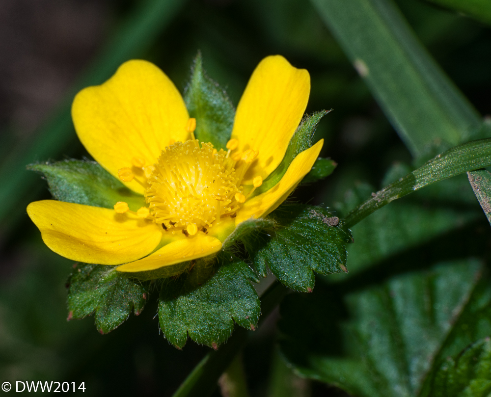 Yellow Explosion (1 of 1).jpg