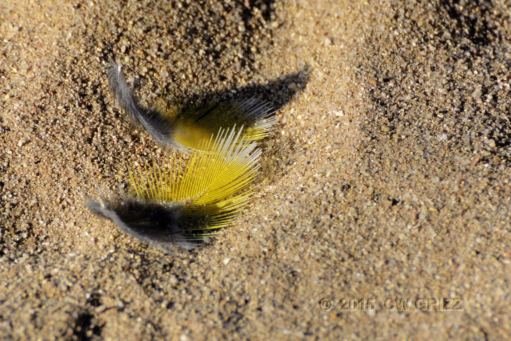 yellow-feather-cr_D71_151228_DSC0349 (2).jpg
