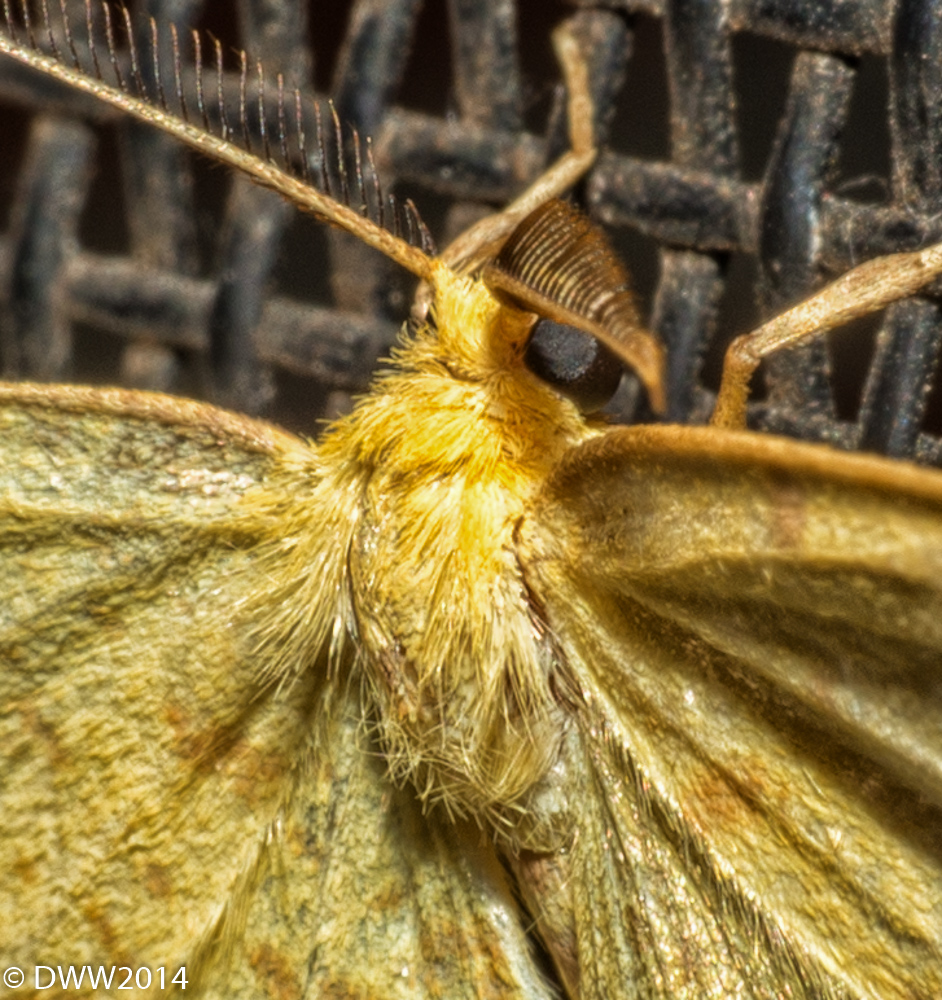 Yellow Fever (1 of 1).jpg
